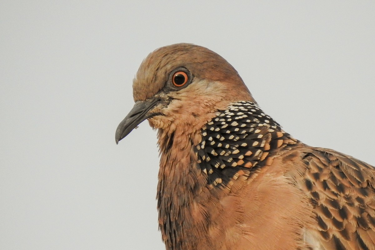 Spotted Dove (Eastern) - ML136129111