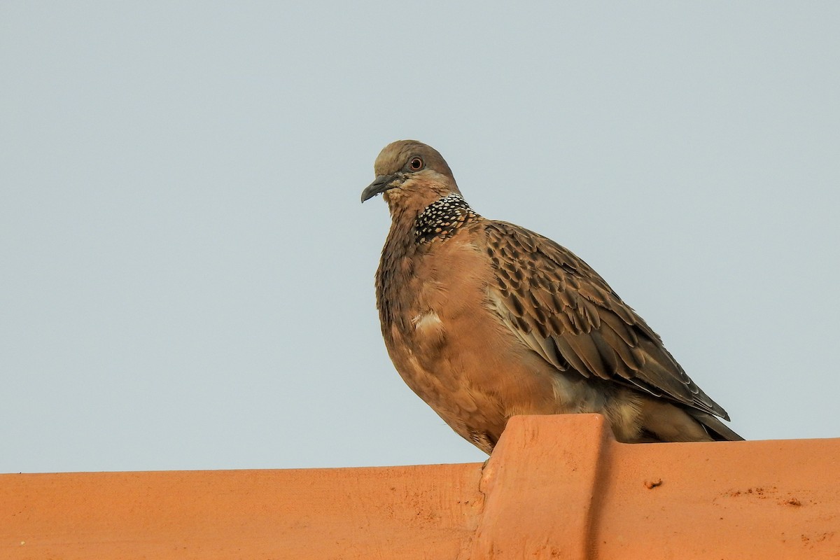 Spotted Dove (Eastern) - ML136129181