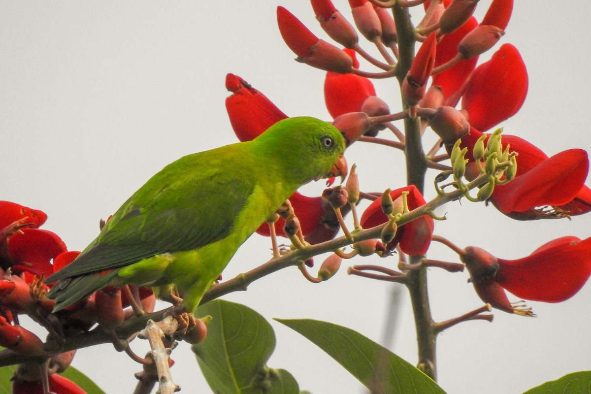 Yellow-throated Hanging-Parrot - ML136129281