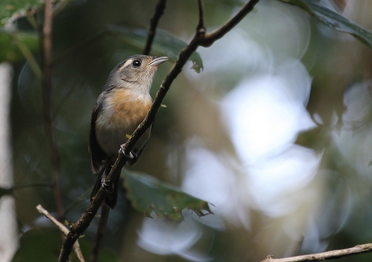 Gray-throated Chat - ML136129991