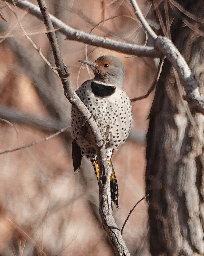 Northern Flicker (Yellow-shafted x Red-shafted) - ML136132641