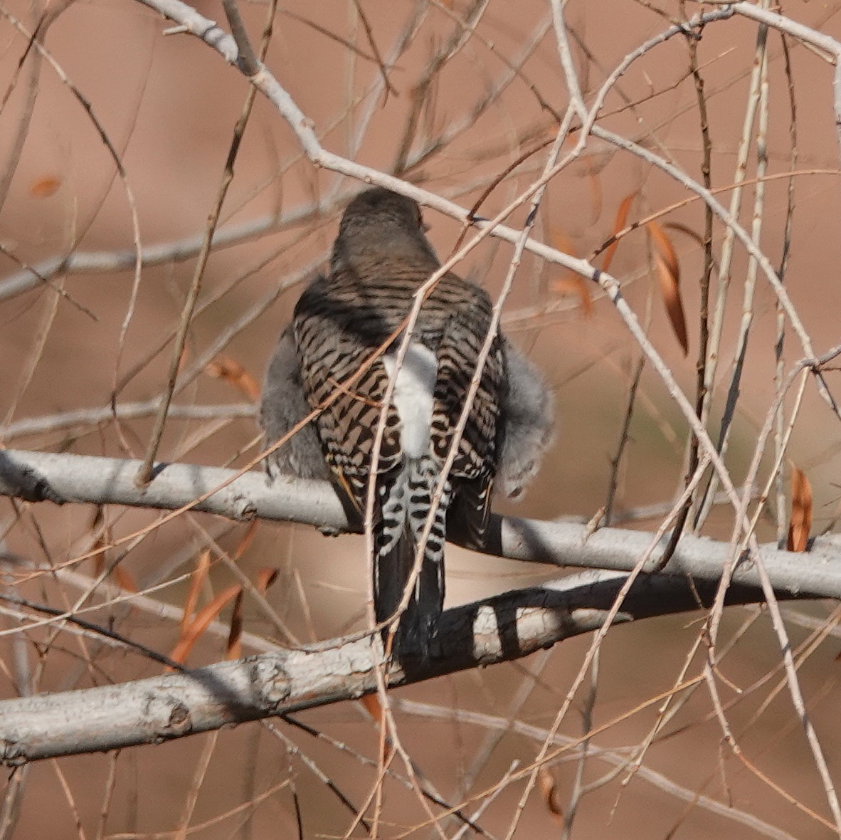 Northern Flicker (Yellow-shafted x Red-shafted) - ML136132661
