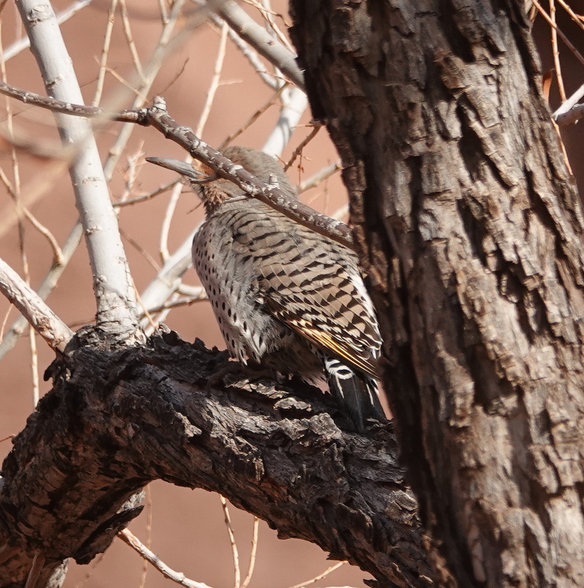Northern Flicker (Yellow-shafted x Red-shafted) - ML136132691