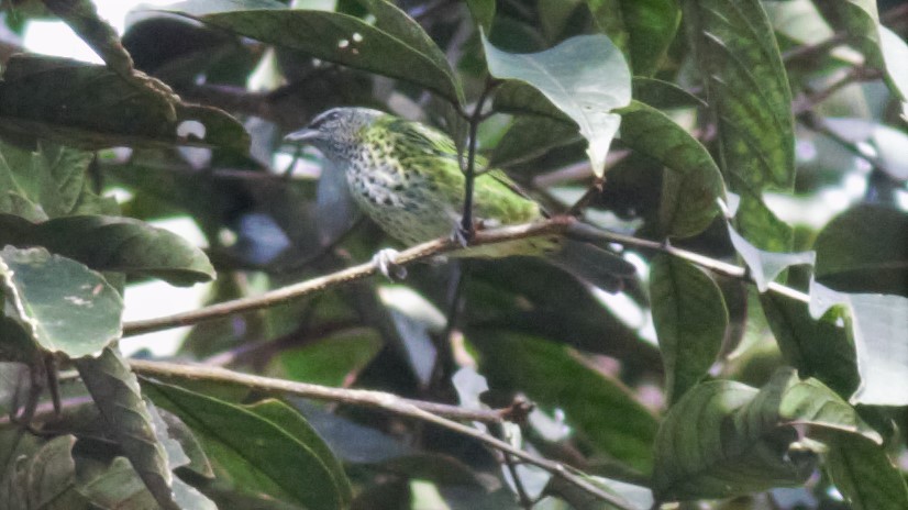 Spotted Tanager - ML136133751