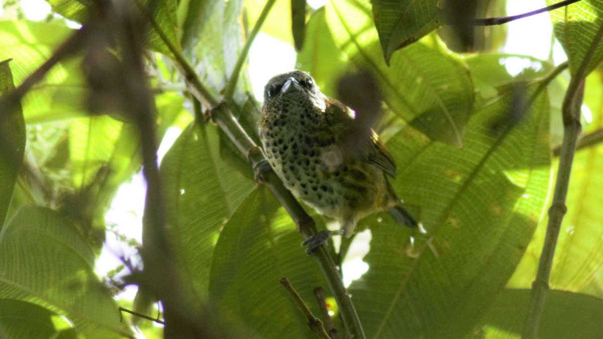 Spotted Tanager - ML136133761