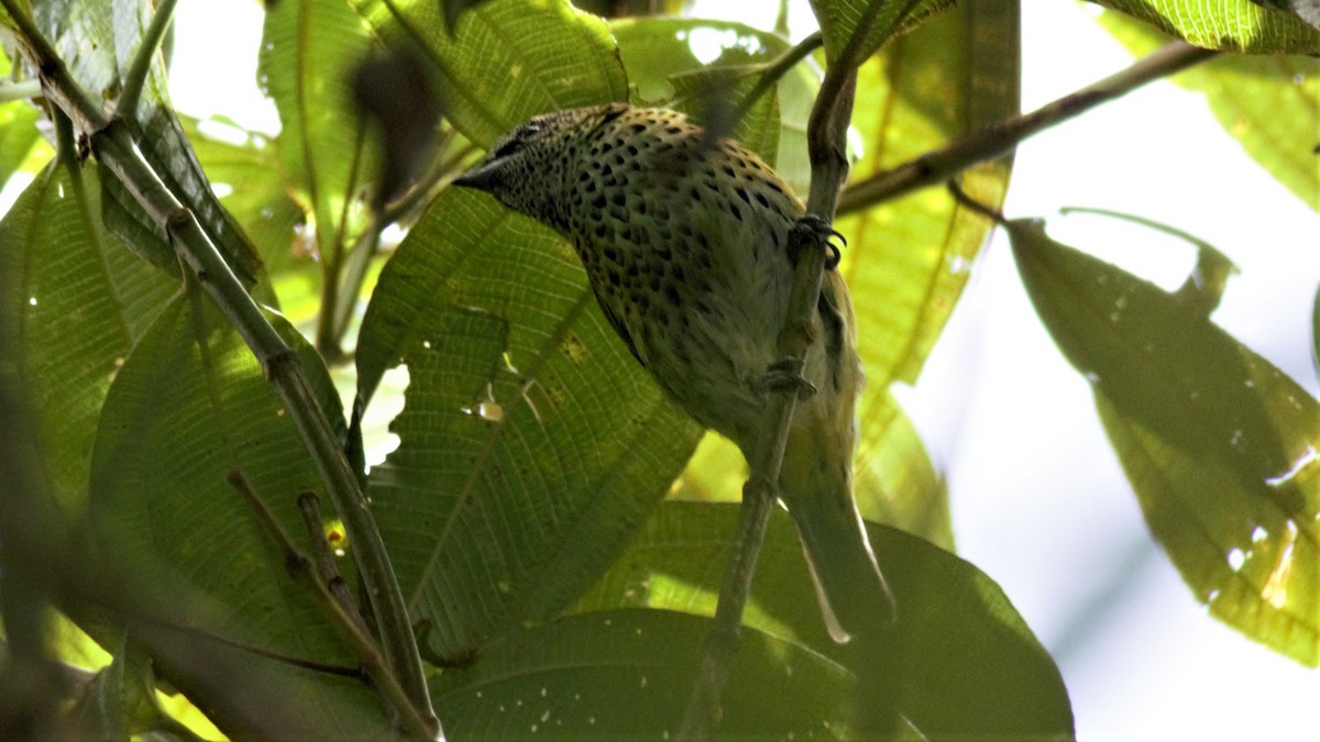 Spotted Tanager - ML136133771