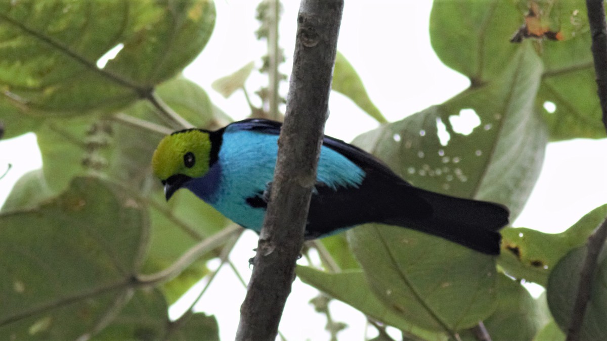 Paradise Tanager - ML136133801