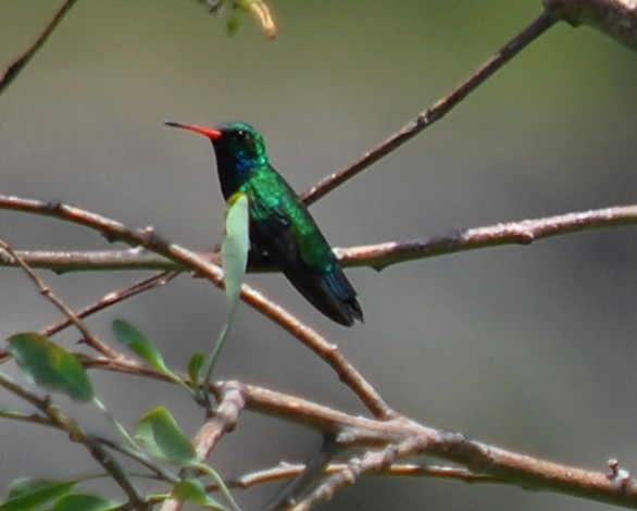 Glittering-bellied Emerald - andres ebel