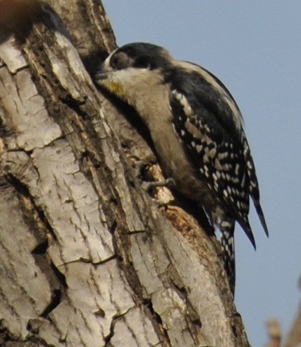 White-fronted Woodpecker - ML136134711