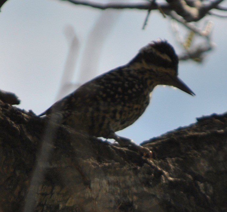Checkered Woodpecker - ML136135201