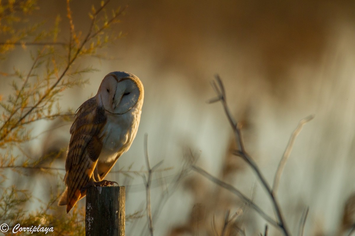 Barn Owl - Fernando del Valle