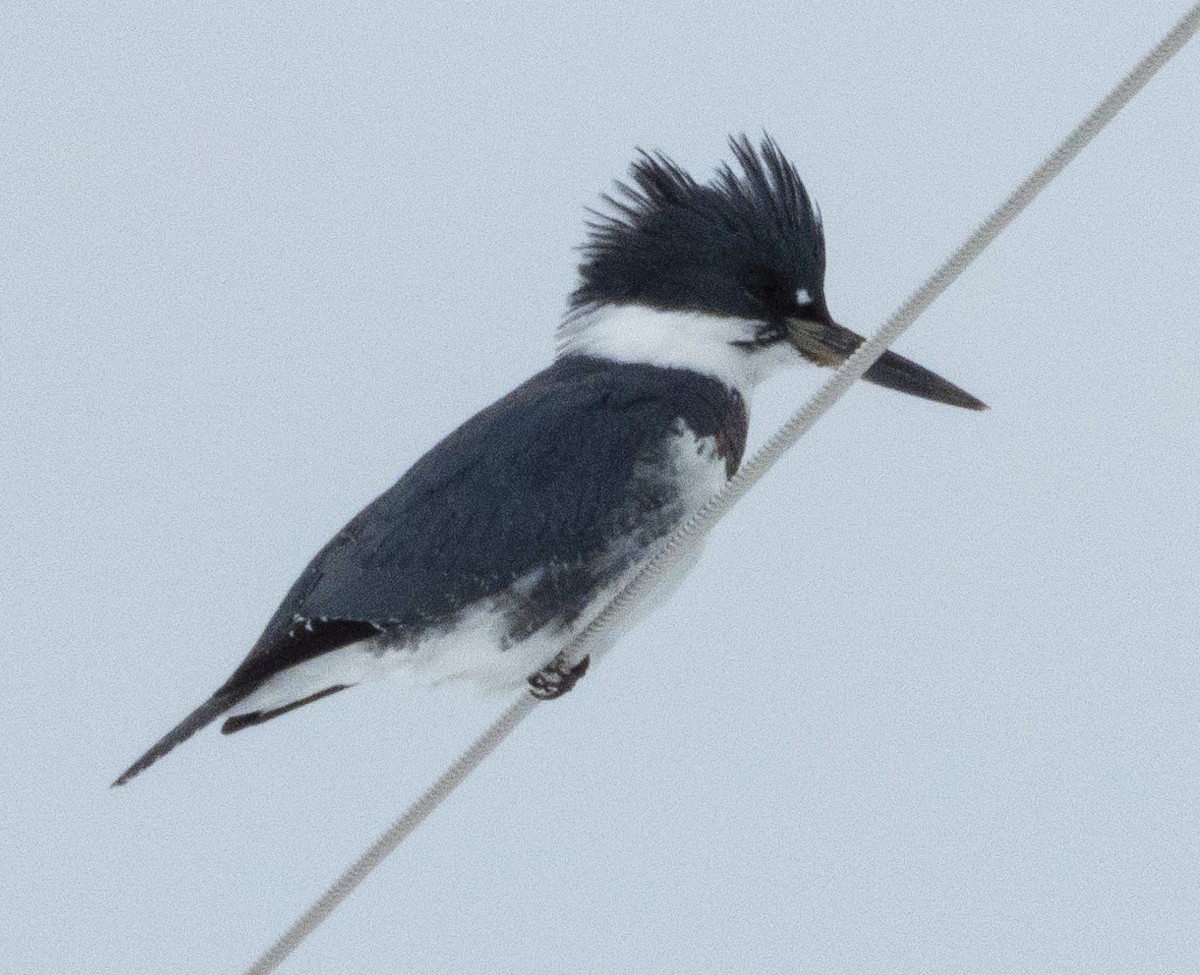 Belted Kingfisher - ML136137581