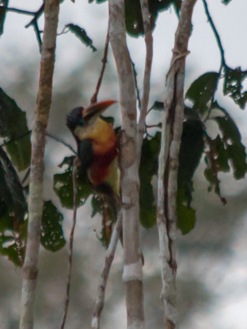 Curl-crested Aracari - William Stephens