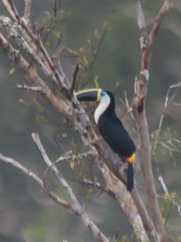 White-throated Toucan - William Stephens