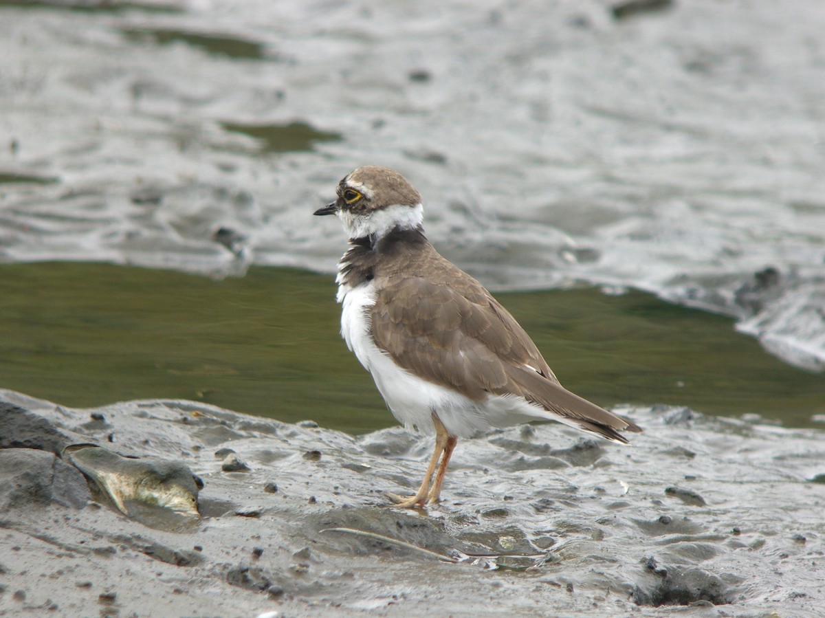 Little Ringed Plover (curonicus) - ML136141071