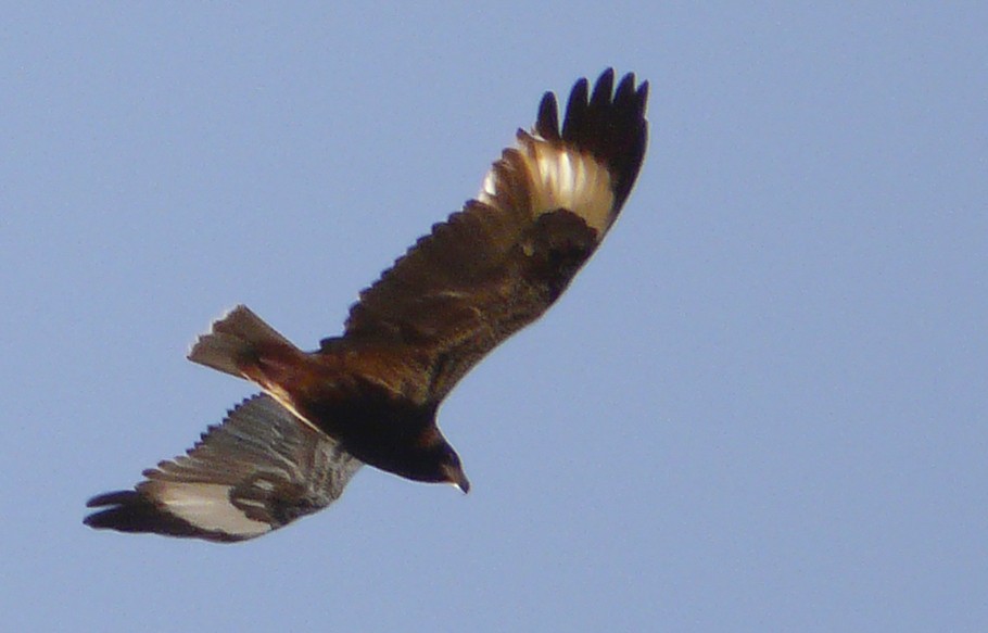 Black-breasted Kite - Narca Moore