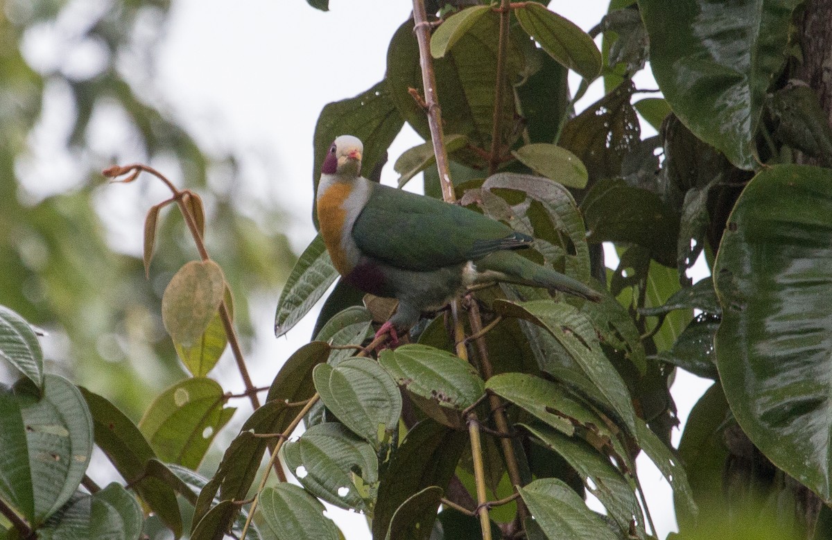 Yellow-breasted Fruit-Dove - ML136143631