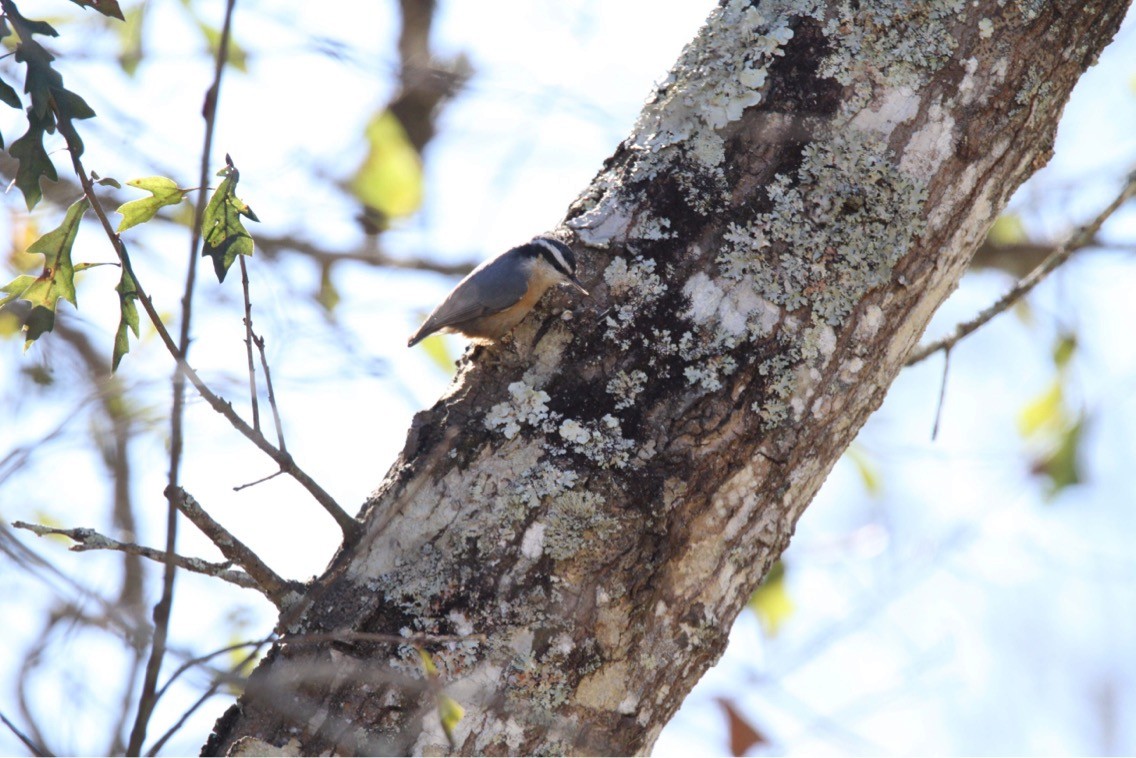 Red-breasted Nuthatch - ML136146821