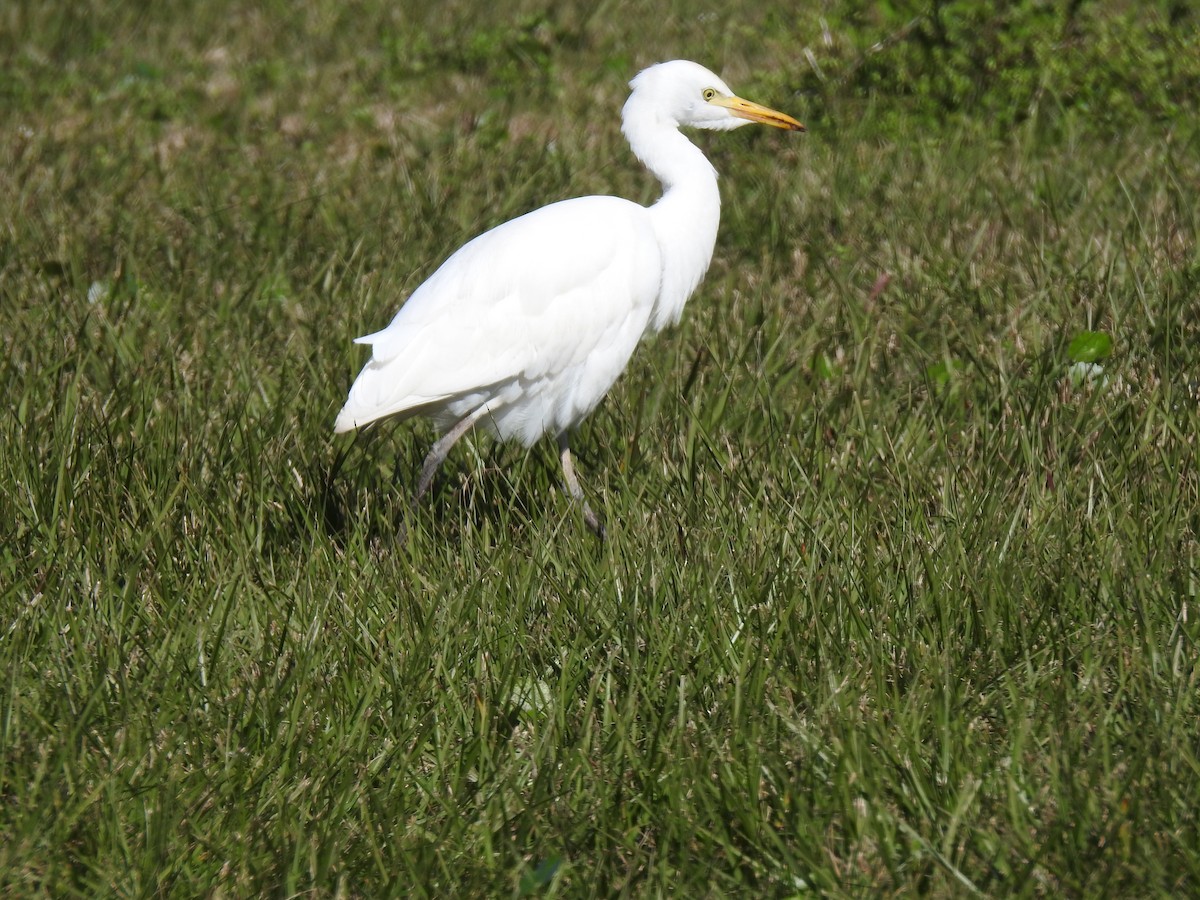 Western Cattle Egret - Lucy Jacobson