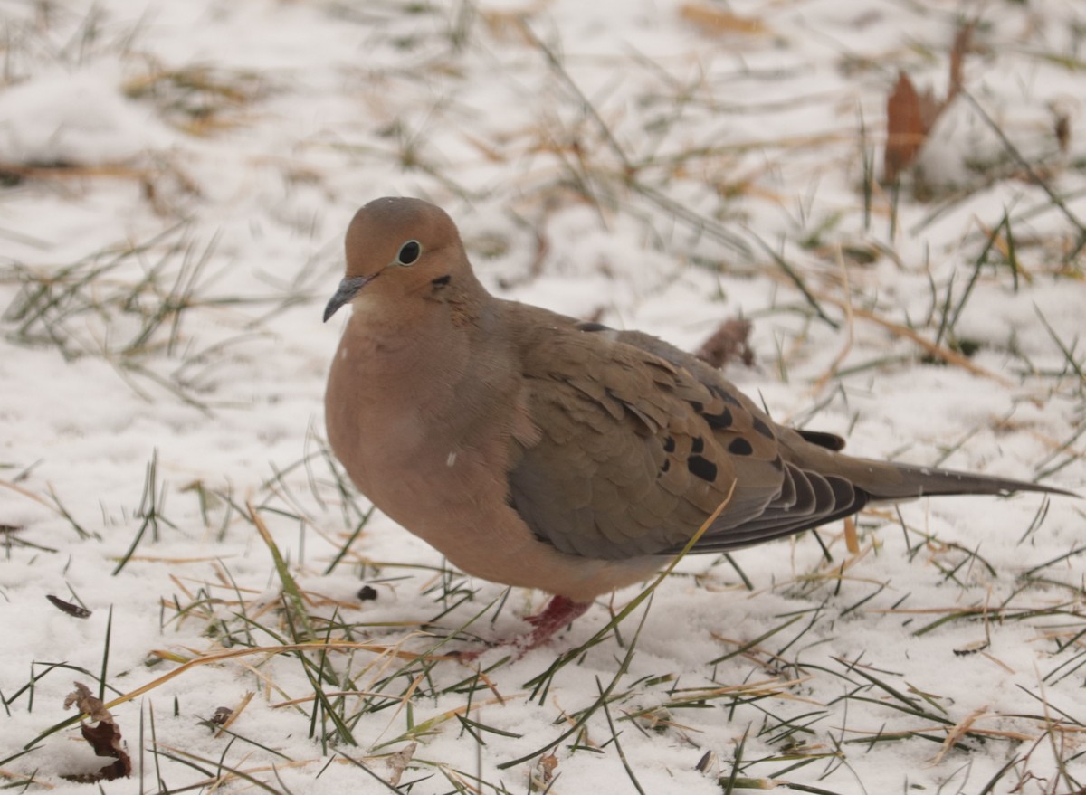Mourning Dove - Bruce Schuette