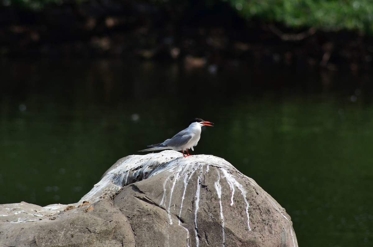 Common Tern (hirundo/tibetana) - ML136147721
