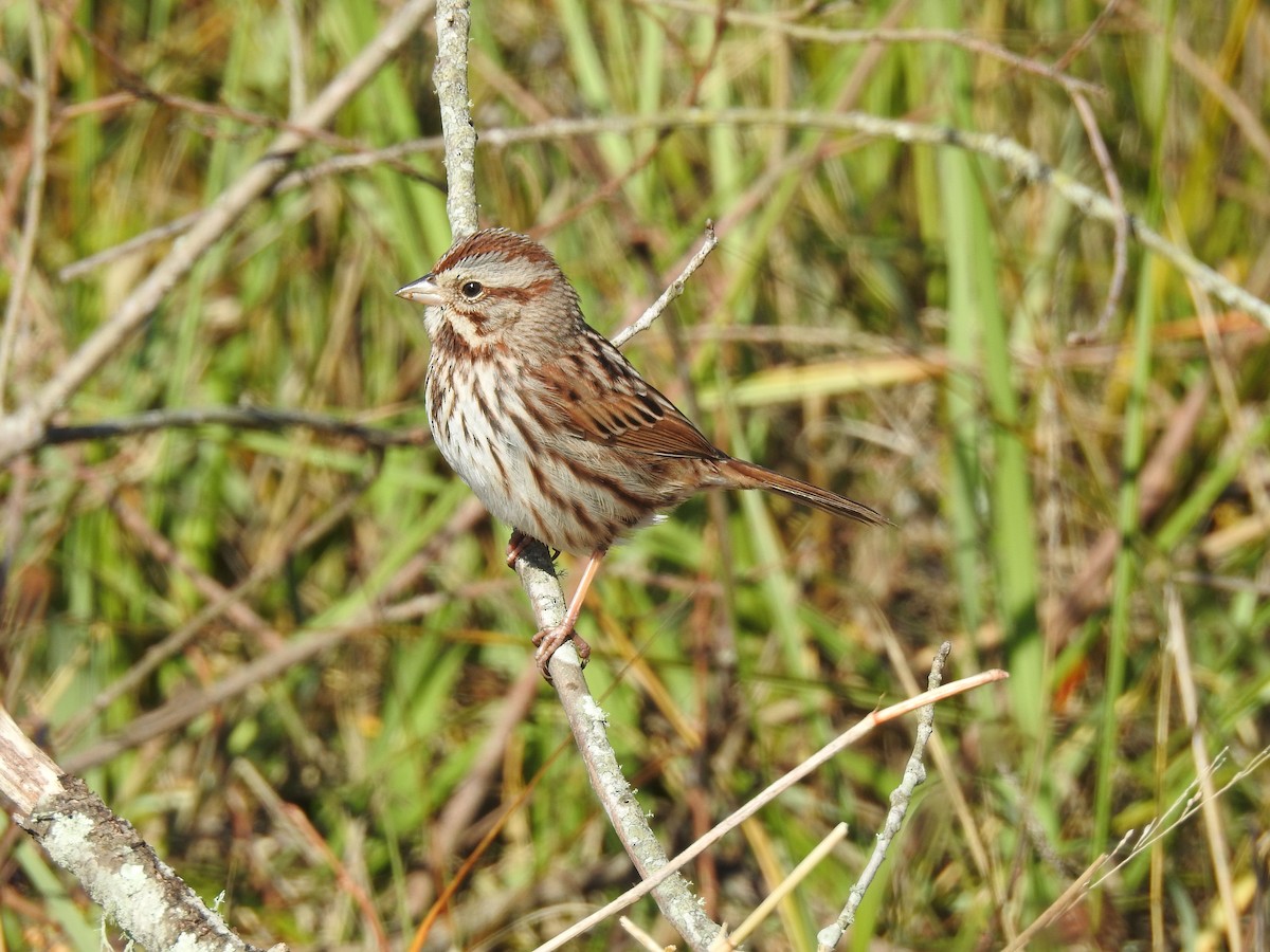 Song Sparrow - Lucy Jacobson