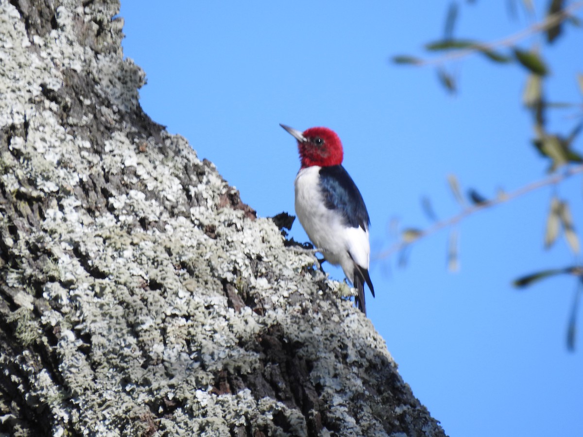 Red-headed Woodpecker - Lucy Jacobson