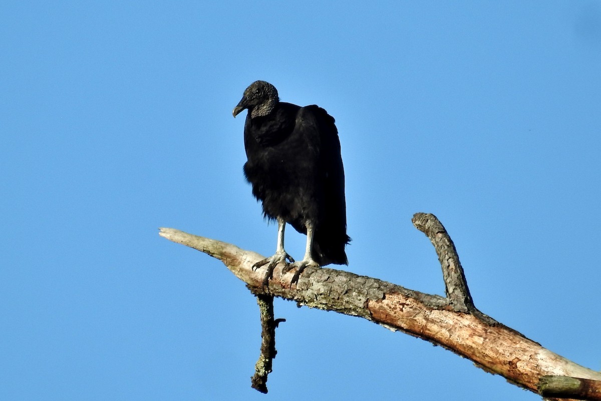 Black Vulture - Héctor Moncada