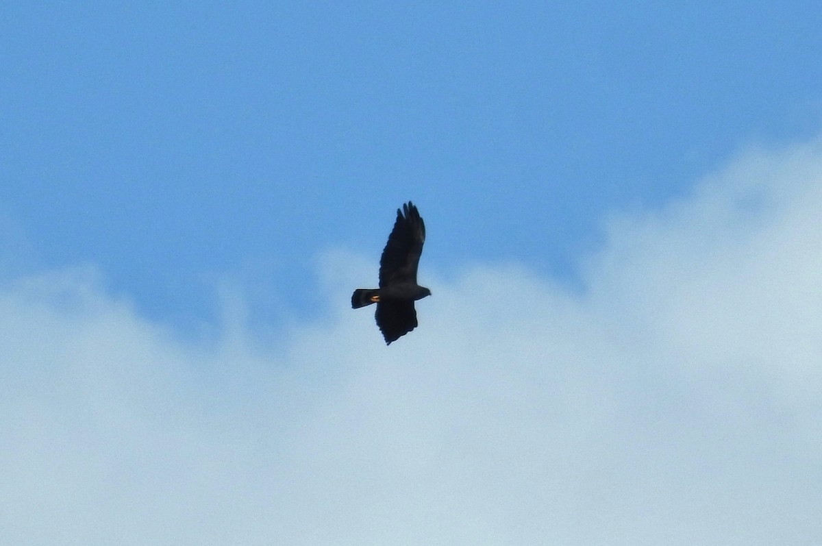 Zone-tailed Hawk - Héctor Moncada