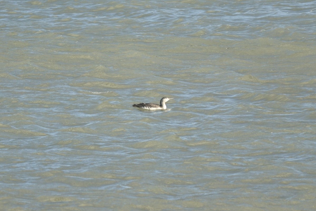 Red-throated Loon - ML136152481