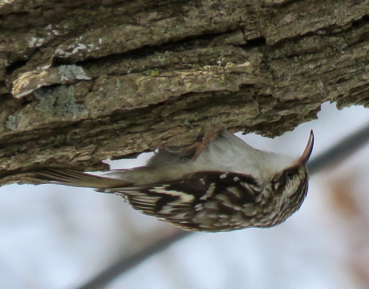 Brown Creeper - Micky Louis
