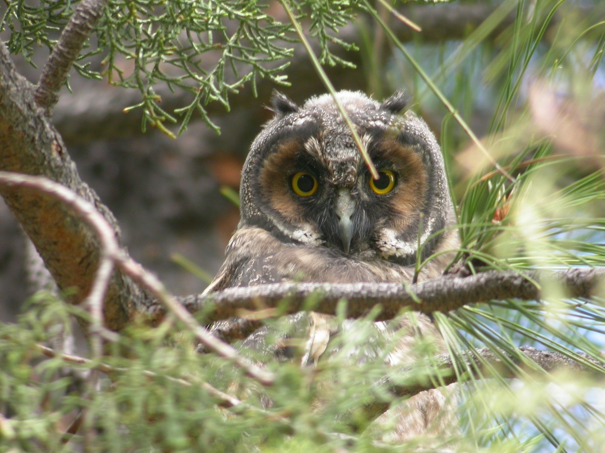 Long-eared Owl - John C Sullivan