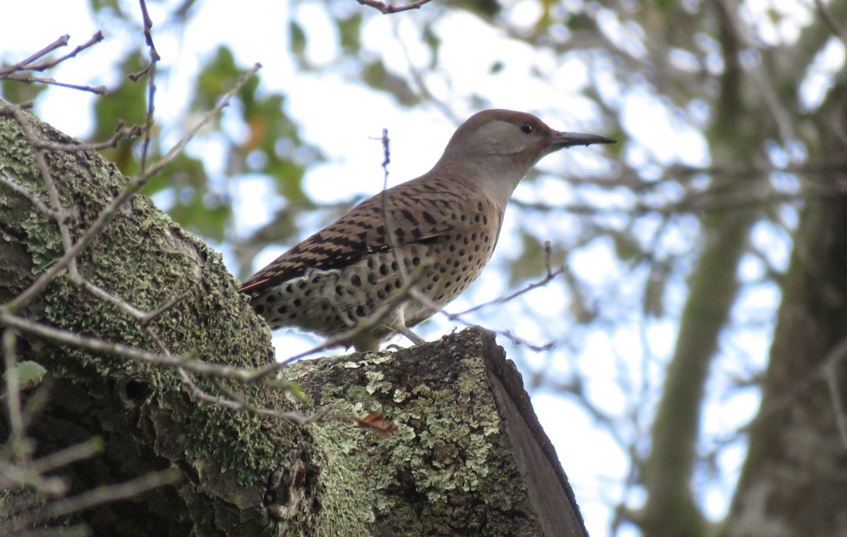 Northern Flicker (Red-shafted) - ML136156821