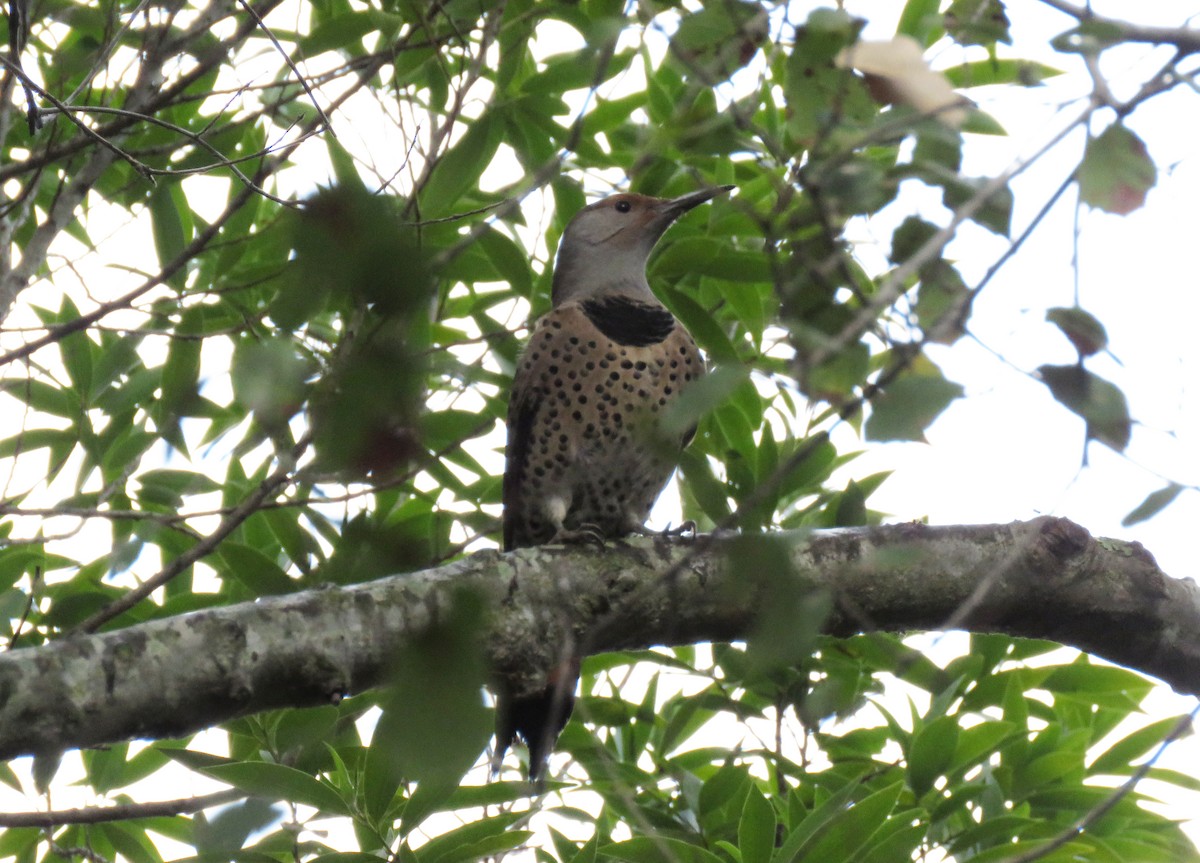Northern Flicker (Red-shafted) - ML136156851