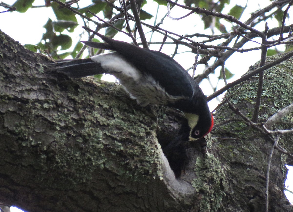 Acorn Woodpecker - ML136157141