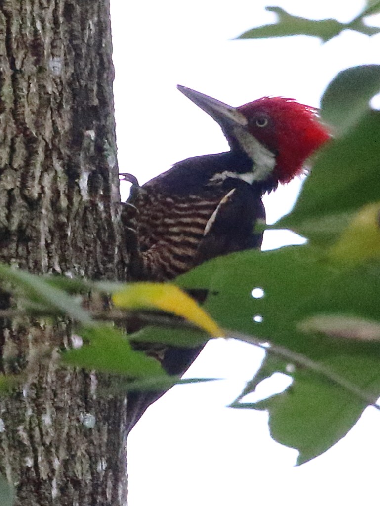 Guayaquil Woodpecker - David Bird