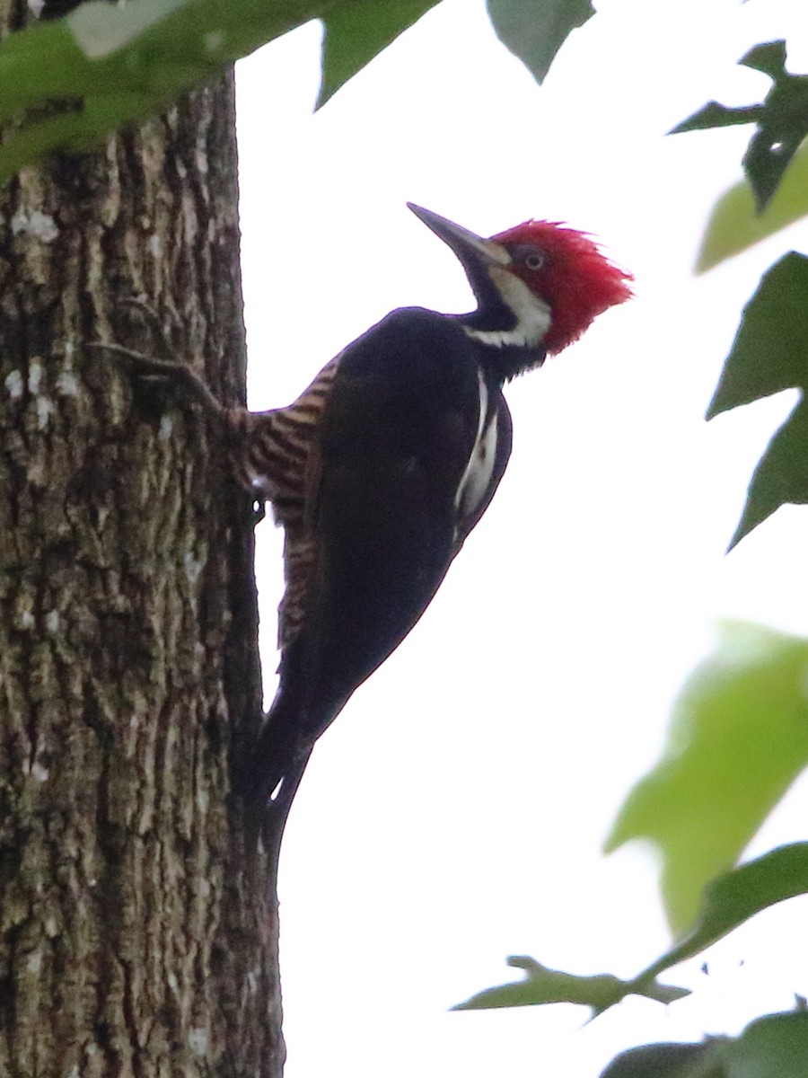 Guayaquil Woodpecker - David Bird
