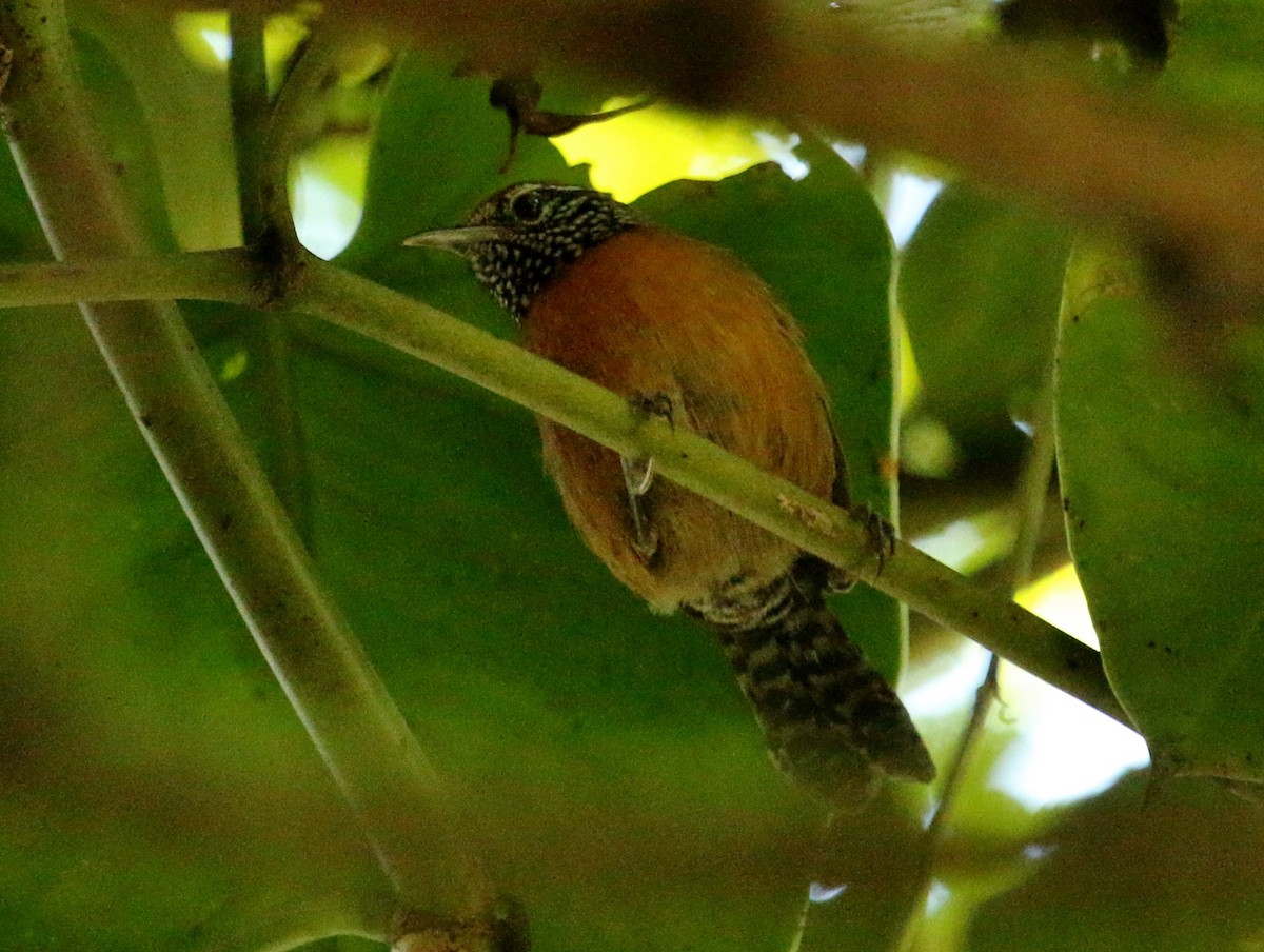 Rufous-breasted Wren - Christine Jacobs