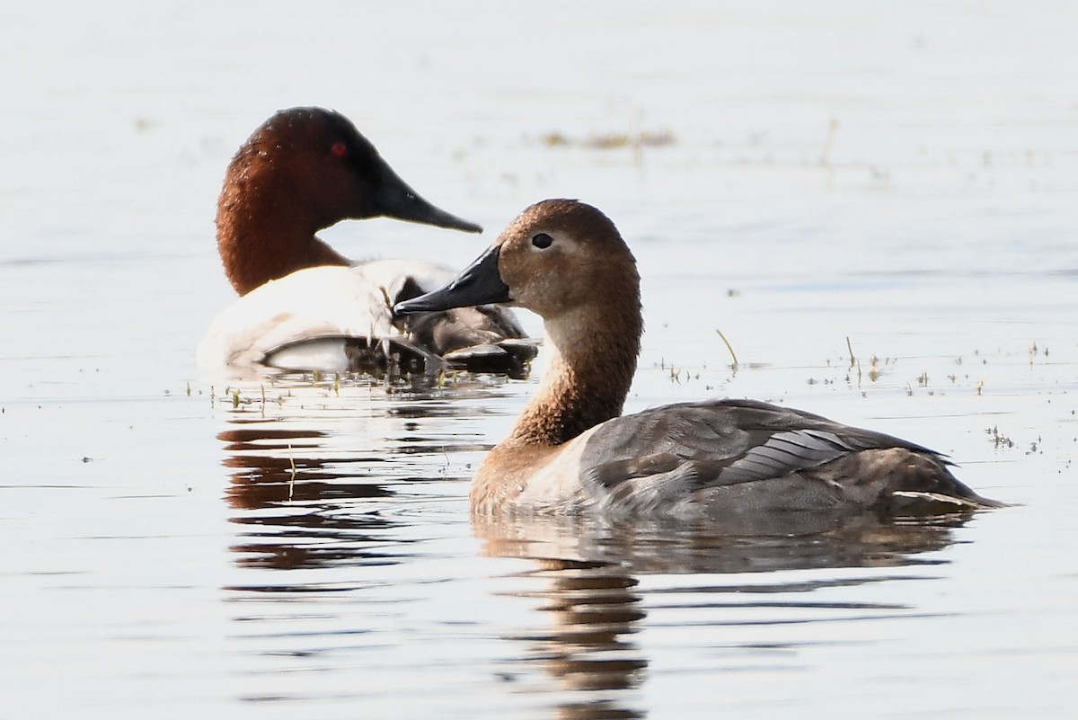 Canvasback - Lewis Gray
