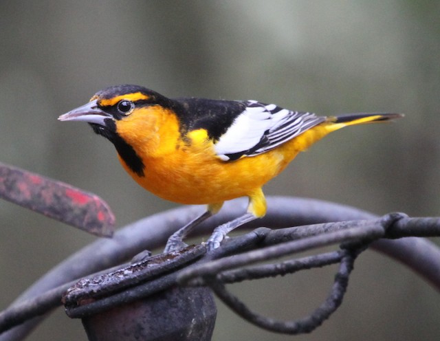 Orioles of Wisconsin (2 Species to Know)