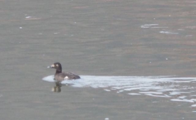White-winged Scoter - Vern Tunnell