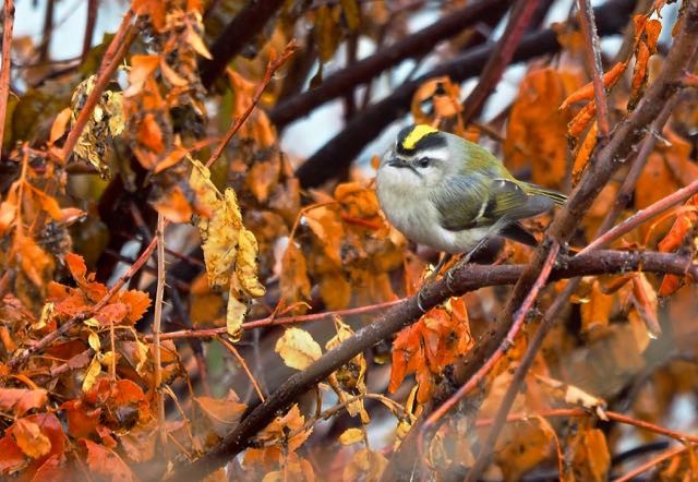 Golden-crowned Kinglet - Vern Tunnell