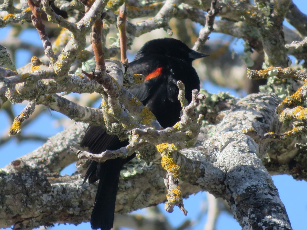 Red-winged Blackbird - TK Birder