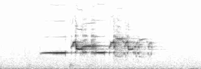 Дрізд-короткодзьоб плямистоволий - ML136174