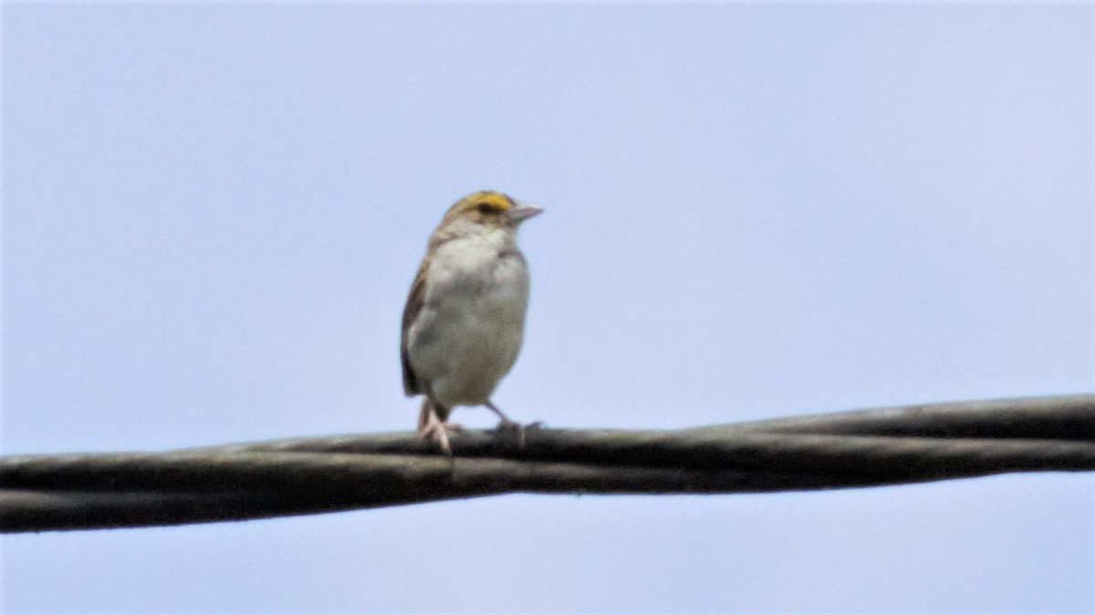 Yellow-browed Sparrow - ML136175251