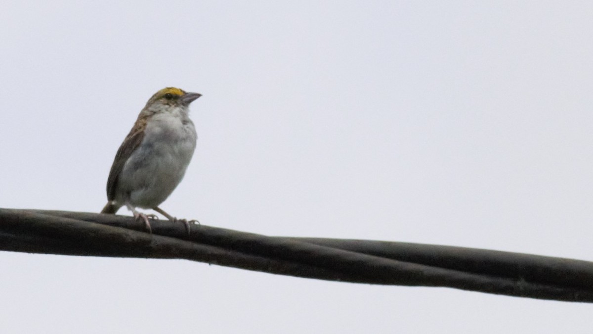 Yellow-browed Sparrow - ML136175261