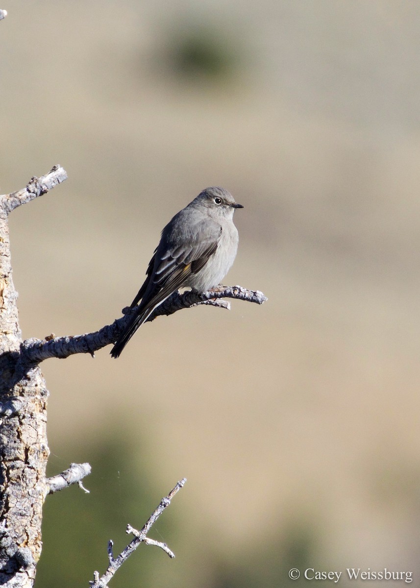 Townsend's Solitaire - ML136175951