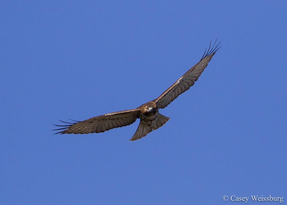 Red-tailed Hawk - ML136176051