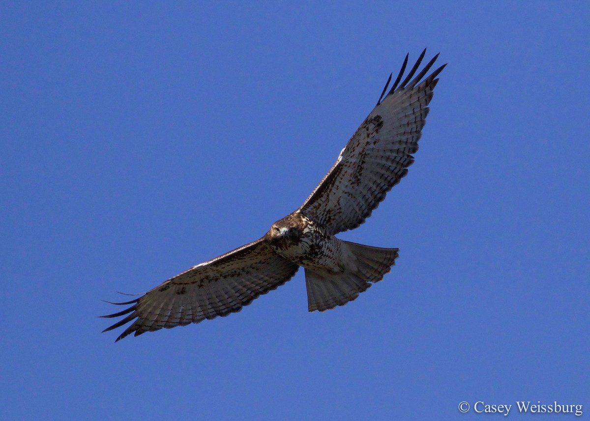 Red-tailed Hawk - ML136176061