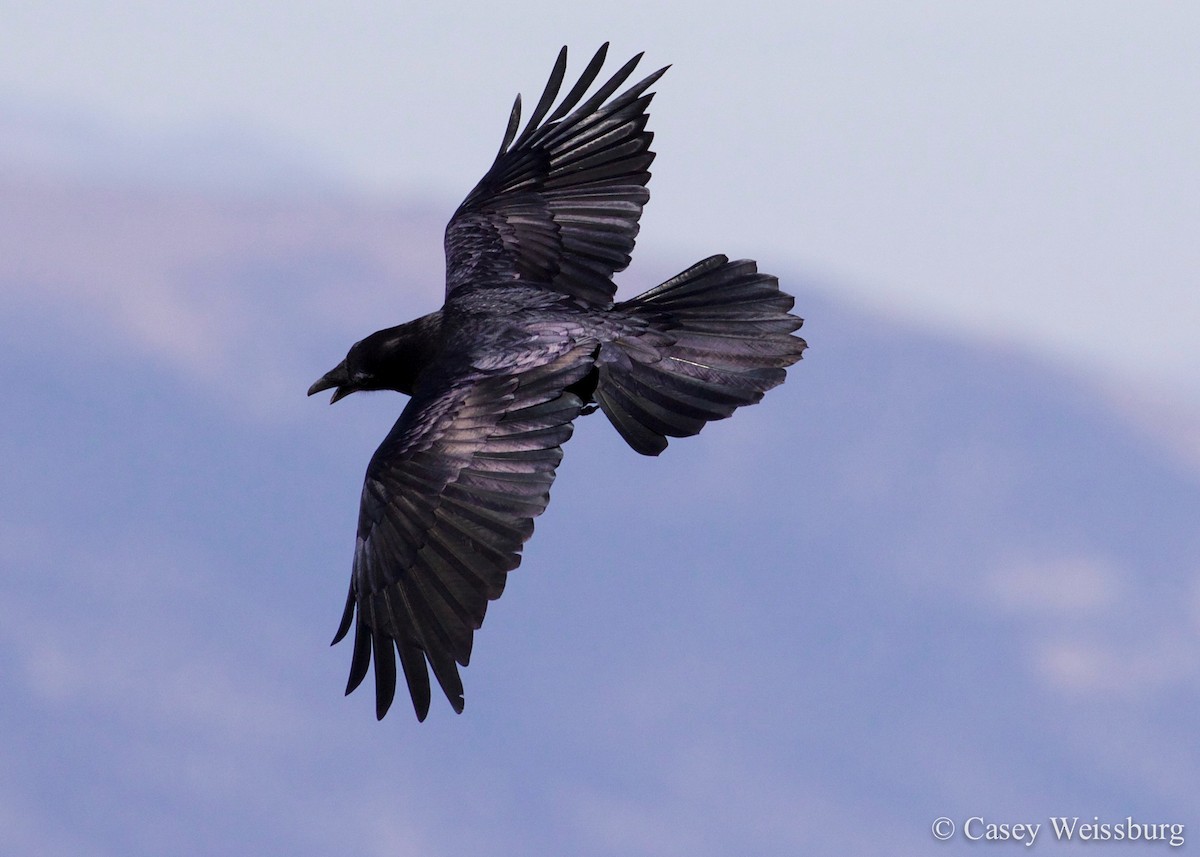 Common Raven - Casey Weissburg